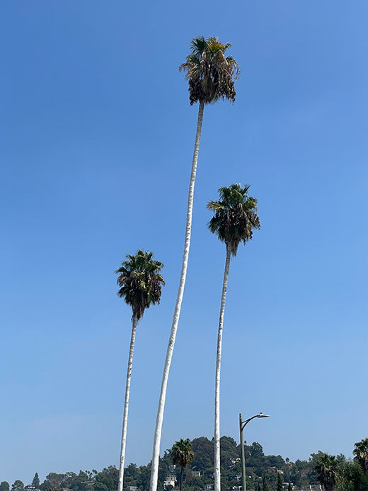 City of Angels